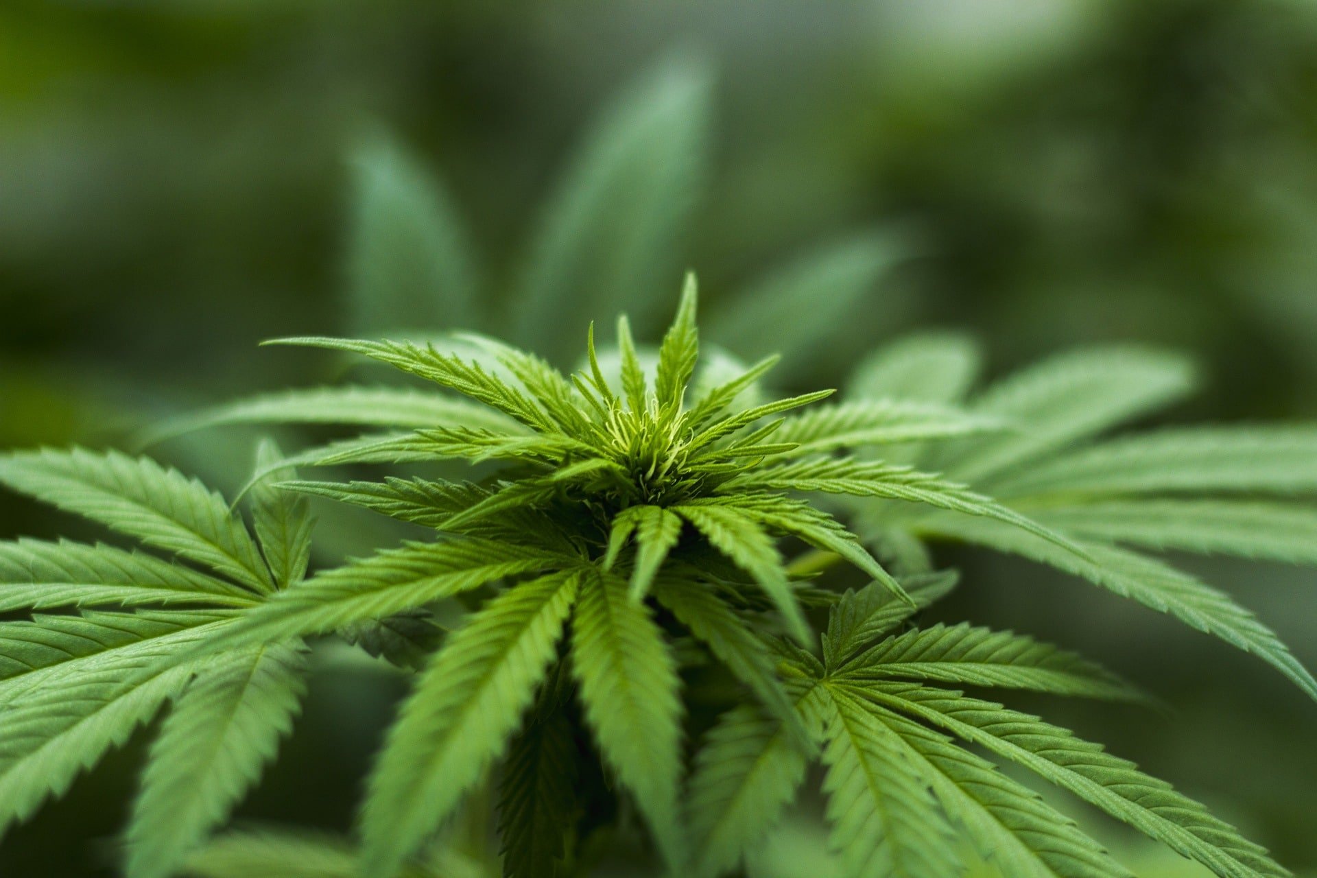 Buy Weed Online Toronto