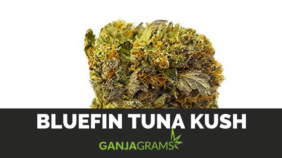 BlueFin Tuna kush