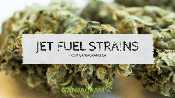 jet fuel strains