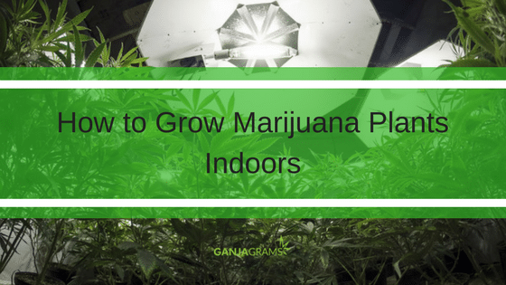 grow marijuana plants indoors