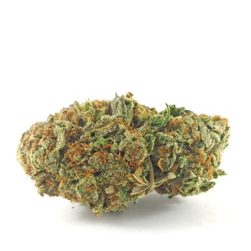 (AAA) Great White Shark
