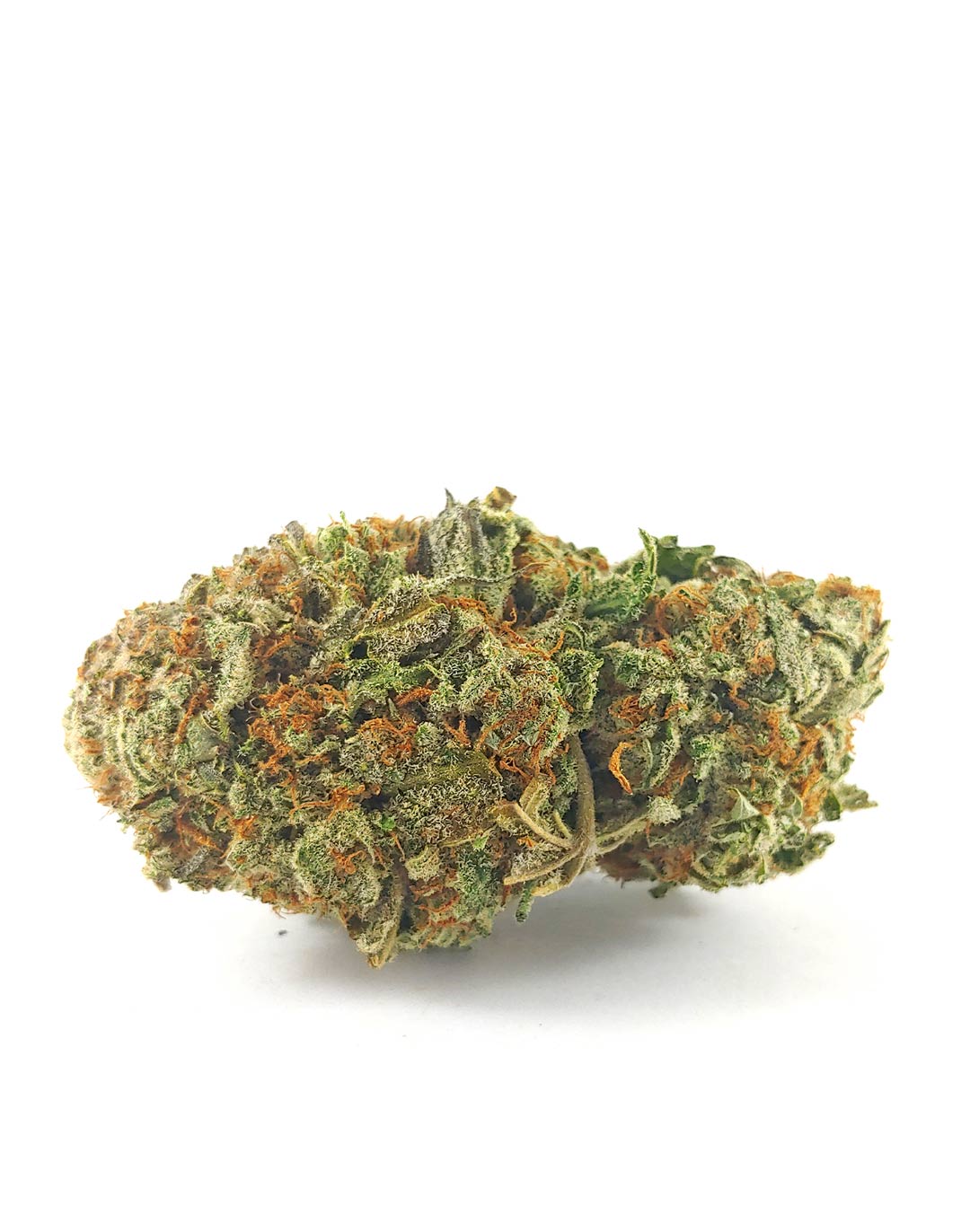 (AAA) Great White Shark