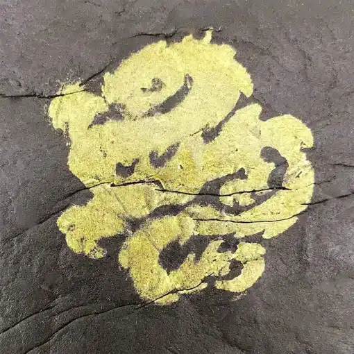 Afghan-Hash-Gold-Seal