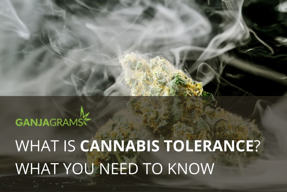 Cannabis tolerance