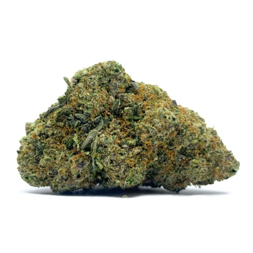 Gary Payton Nug